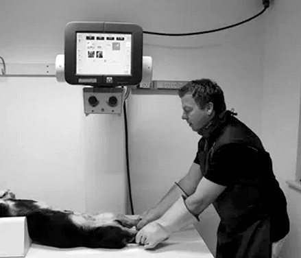 Dyrlæge forbereder en hund til røntgen, et nøglemoment i røntgenprocessen for hund og kat, sikrer omhyggelig håndtering og præcis diagnostik.
