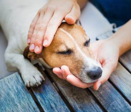 En hund tager sin sidste hvile i ejerens hånd, et øjeblik af kærlig afsked.