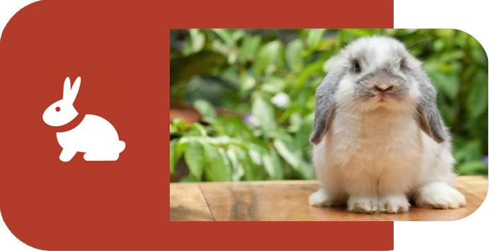 Infografik der fremhæver, hvordan en kæledyrsforsikring beskytter din kanin, med fokus på forebyggende pleje og behandlinger.