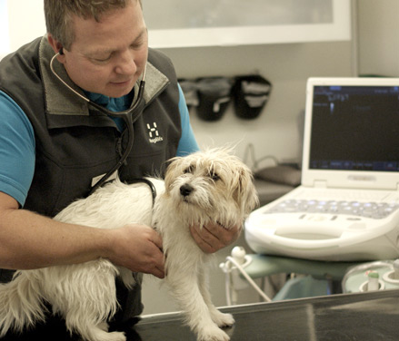 Hjertescanning hund: Dyrlæge undersøger omhyggeligt en hund med en hjertescanner for at identificere symptomer på hjerteproblemer, sikrende tidlig diagnose og behandling.