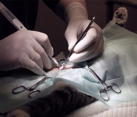 Erfaren dyrlæge udfører nøje en operation på en kat, demonstrerer ekspertise inden for kirurgiske indgreb for katte.