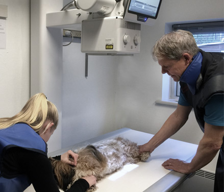 Grundig røntgenundersøgelse udført af dyrlæge og veterinærsygeplejerske på en hund som en del af forberedelserne til parring, understøtter sund avlspraksis.