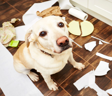 Hund skaber rod i køkkenet, et eksempel på adfærdsudfordringer adresseret af hundeadfærdsbehandler.
