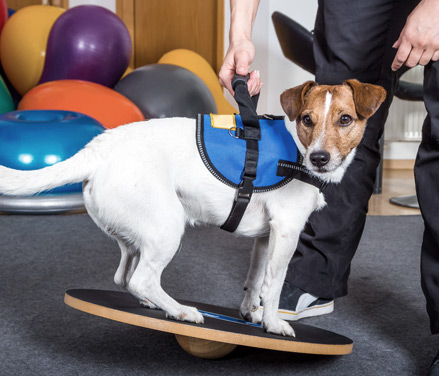 Hund forbedrer balance og styrke på en skive under fysioterapi session for hunde.
