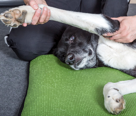 Hund modtager terapeutisk massage, en vigtig del af velværet og afslapning under hundemassagebehandlinger.