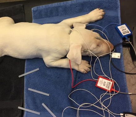 Hunde hørelse: En hund undergår en avanceret BAER høretest for at vurdere dens hørelse på Odder Dyreklinik.
