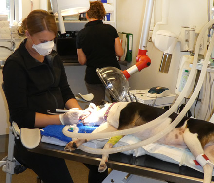 Hund tandrensning pris: Hund under tandrensning hos Odder Dyreklinik, fremhæver prisvenlig, professionel tandpleje.
