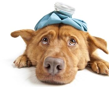 Kollektive midtergang Tanke Livmoderbetændelse hos hund - Odder Dyreklinik