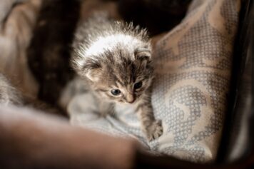 søvn Permanent I Vaccination af katte - Odder Dyreklinik