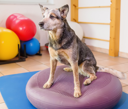 Hund udfører balanceøvelse på bold som del af sin fysioterapibehandling for bedre mobilitet.