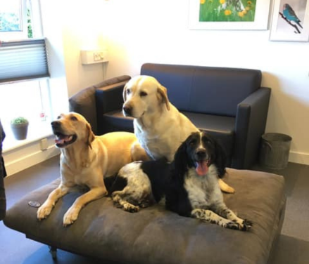 Hunde sidder klar på massagepude i konsultationsrum, forventer hundemassage for afslapning og velvære.