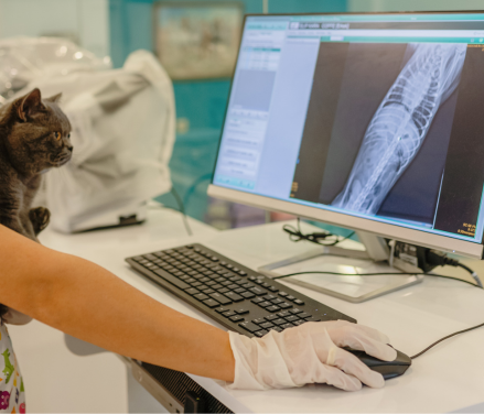 Dyrlæge undersøger røntgenbillede af kat på computeren, illustrerende avanceret røntgen diagnostik for hund og kat.