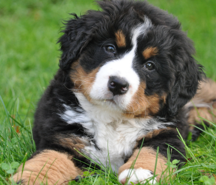 Glad hvalp ligger på en græsplæne, dækket af V.I.Pet kundeklub kæledyrsforsikring for hunde.