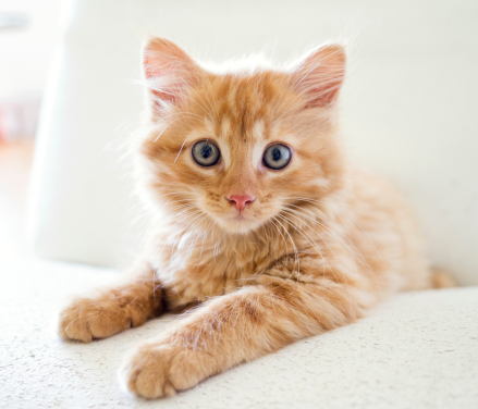 En sød killing ligger ned, beskyttet af V.I.Pet kundeklub sundhedsplaner, et trygt valg for katteejere.