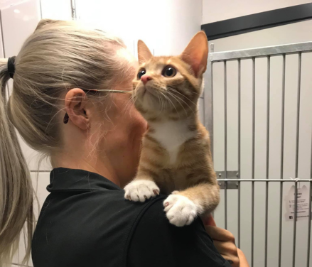 Veterinærsygeplejerske holder kærligt en killing, sikker og blid vaccination hos dyrlægen.