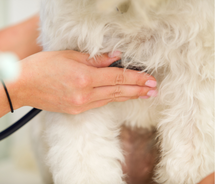 Dyrlæge lytter opmærksomt til en hunds hjerte, som en del af en undersøgelse for at tjekke for tegn på hjerteorm, afgørende for tidlig opdagelse og behandling.