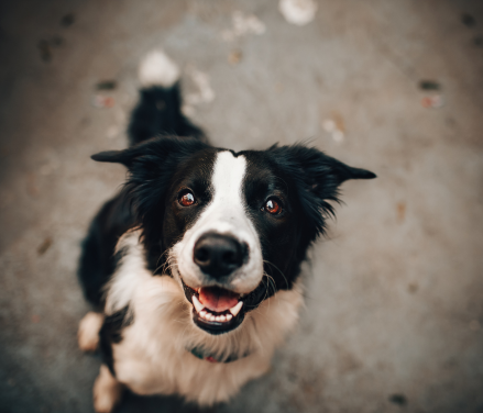 En glad hund nyder godt af omfattende omsorg med V.I.Pet kundeklub sundhedsplaner. God kæledyrsforsikring sikrer velvære.