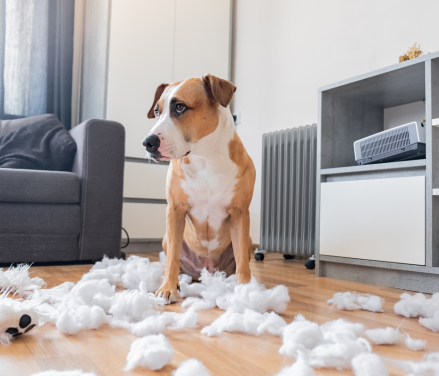 Hund skaber rod i stuen, et eksempel på adfærdsudfordringer adresseret af hundeadfærdsbehandler.